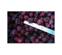 Frozen Blackberry