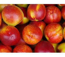 Fresh Nectarine