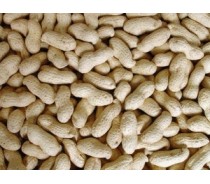 peanuts inshell