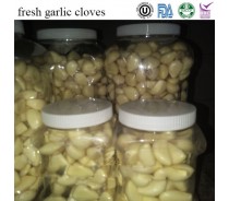 fresh peeled garlic cloves best xingda
