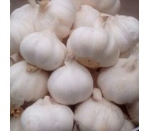 Fresh Garlic