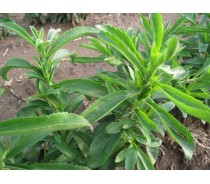 Stevia extract