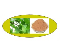 Ginkgo Biloba Extract