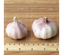 New crop normal white garlic
