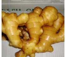 Grade A fresh ginger