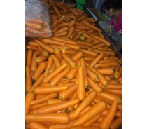 fresh carrot