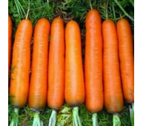 Wild Fresh Carrot In Stock