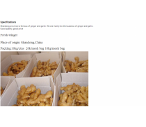 Hot sale fresh ginger high quality