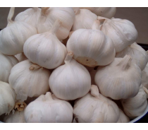 China fresh garlic