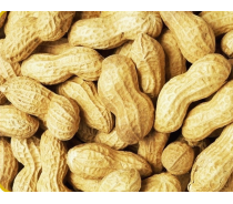 Peanuts in shell