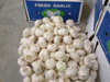 Fresh Garlic
