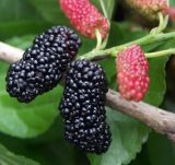 IQF Mulberry or Frozen Mulberry