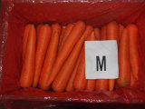 Fresh Carrot 150-200g