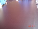 Birch Film Faced Plywood