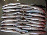 Frozen Mackerel