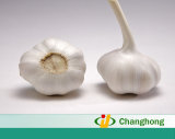 Fresh Garlic Characteristic Flavor