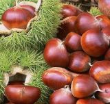 Chestnuts (OYCT)