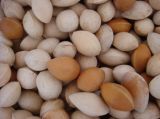 Ginkgo Nuts