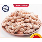 Raw Peanuts Kernel and Raw Peanut in Shell for Sale