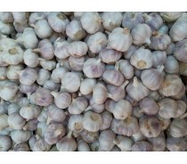 Normal White Garlic