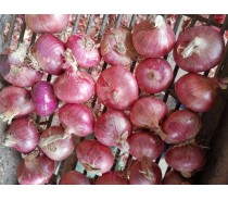 RED ONIONS