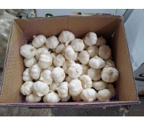 FRESH GARLIC