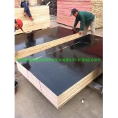 18mm Shutting Plywood Cheaper Price to Dubai