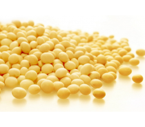 Non-GMO Soybean